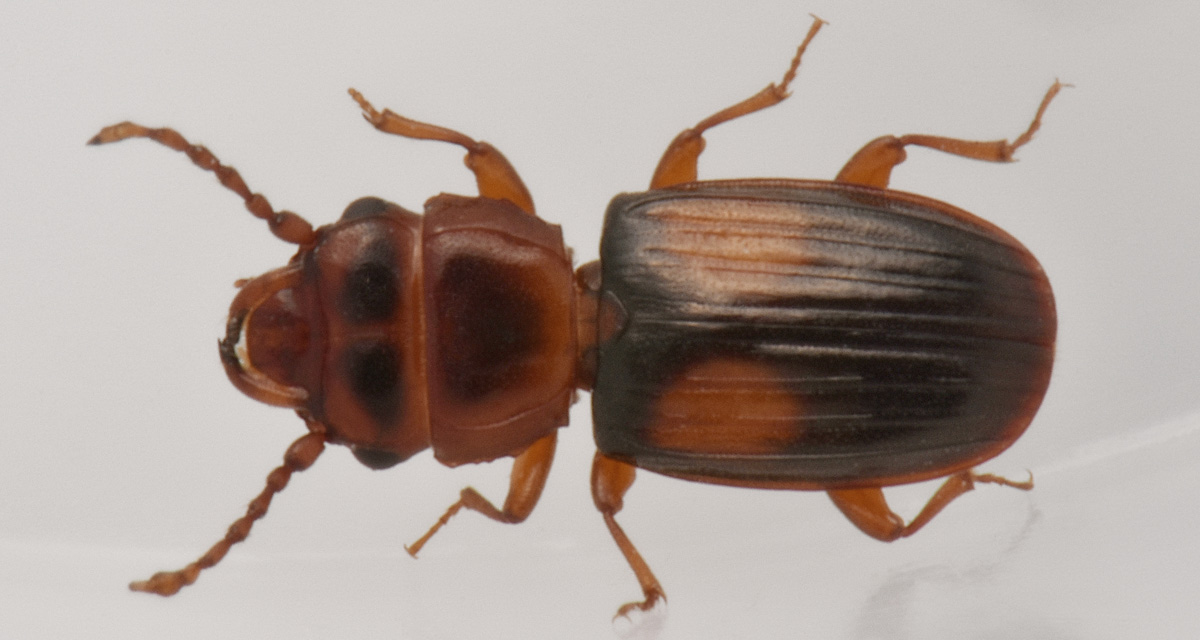 Laemophloeidae: Laemophloeus monilis